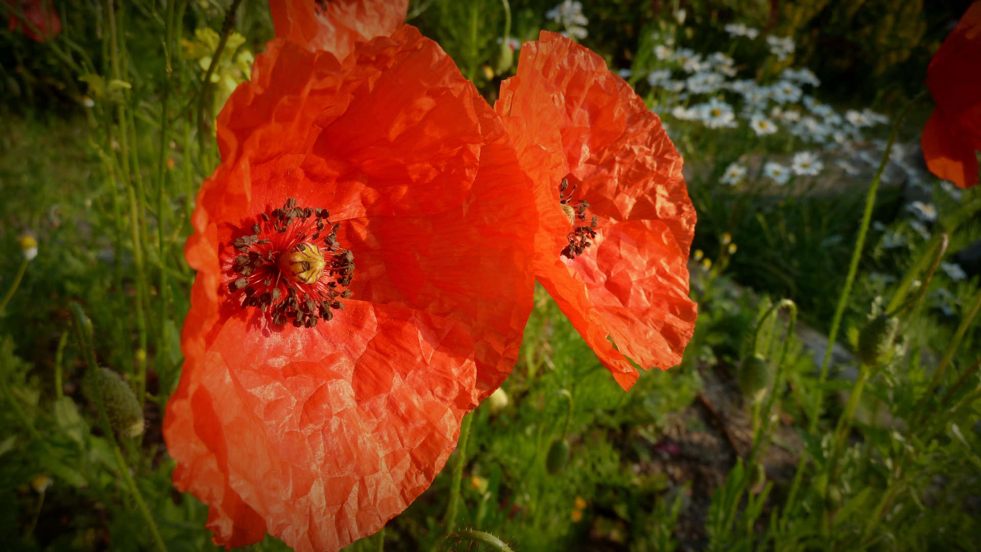 P1240784Klatschmohn