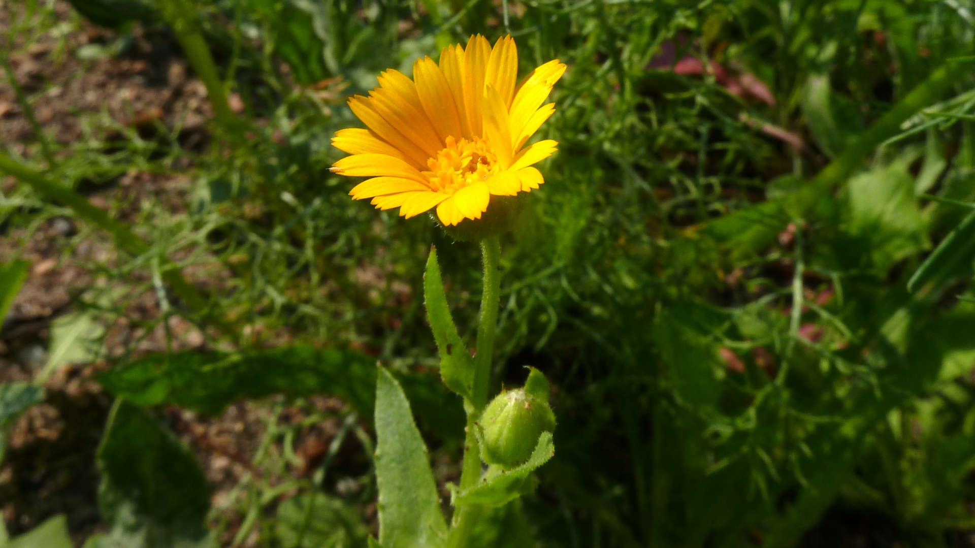 P1240817Ackerringelblume